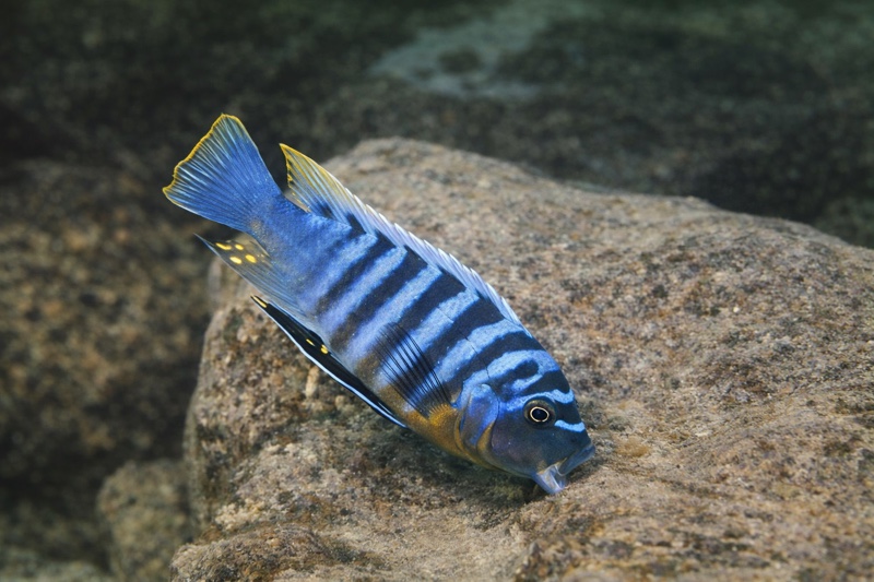 Maylandia zebra 'Chinuni'